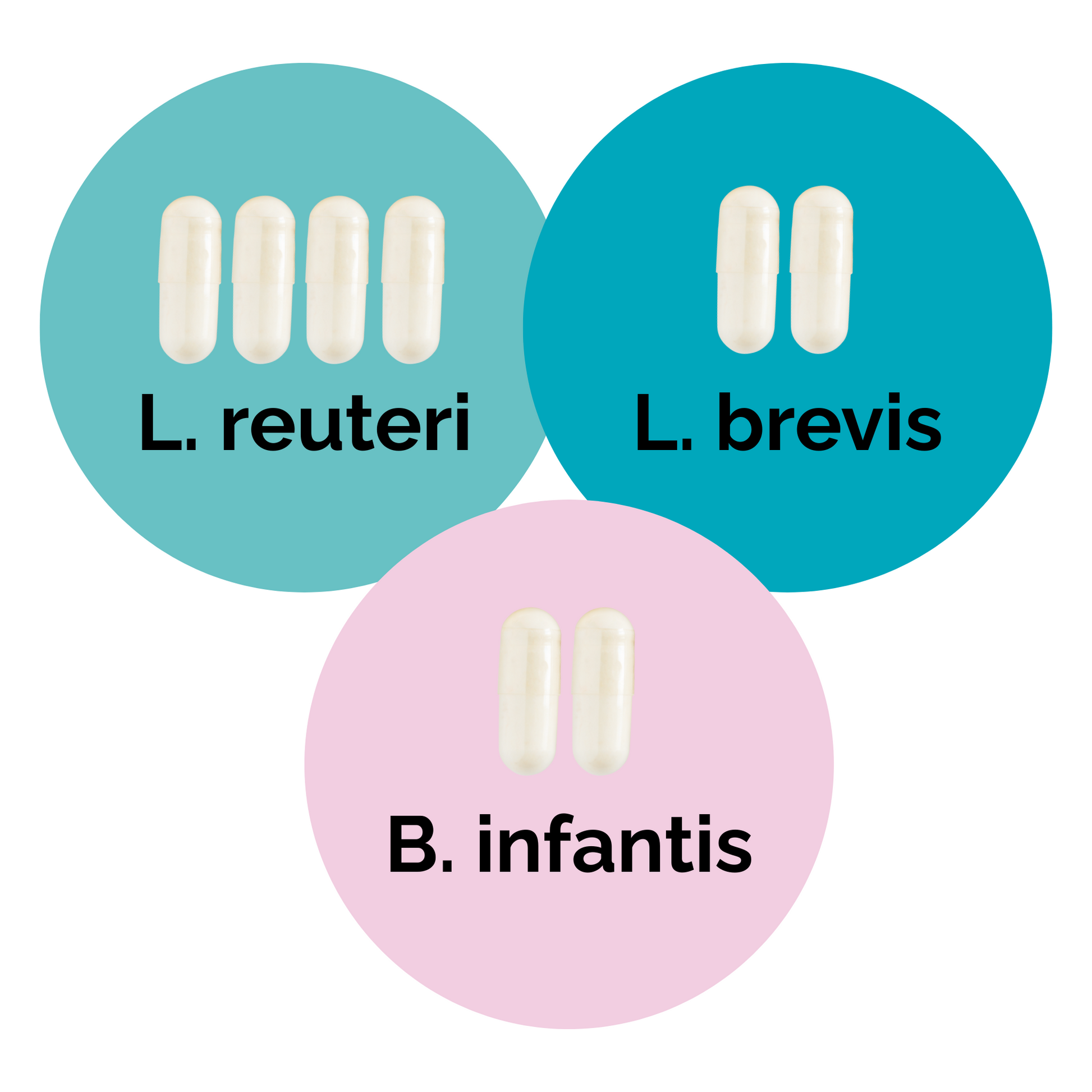 L. reuteri + L. brevis + B. infantis | 優格發酵劑套裝 | 啟動菌種 | 3入組合