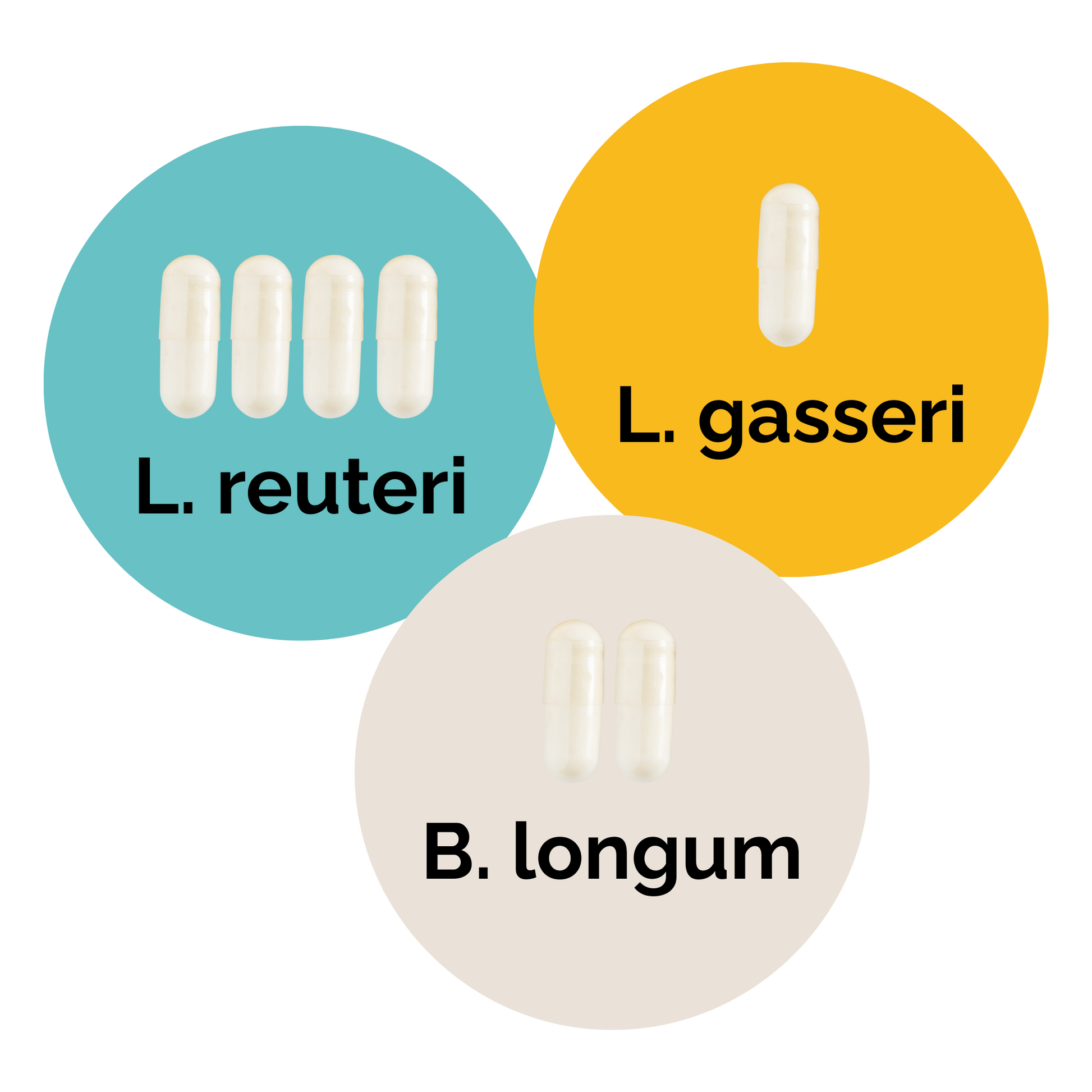 L. reuteri + L. gasseri + B. longum | 優格啟動套裝 | 啟動菌種 | 3入組合