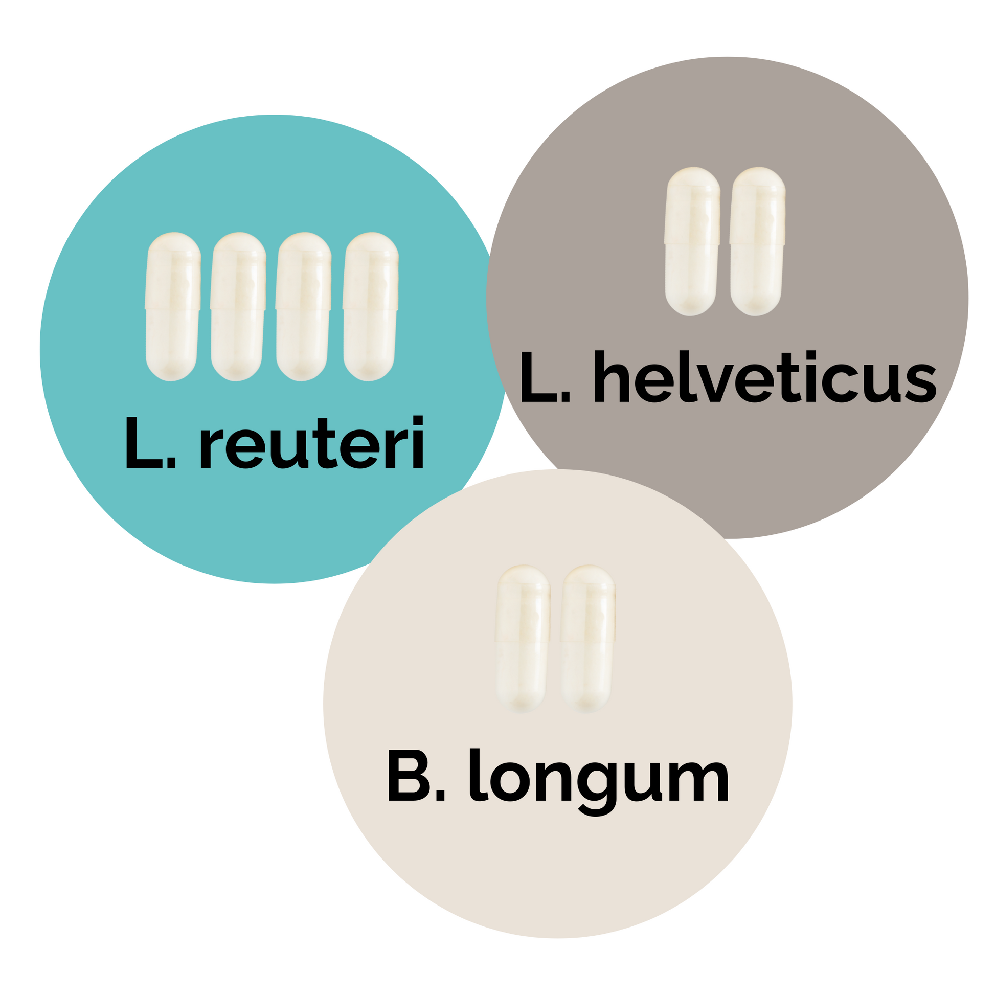 L. reuteri + L. helveticus + B. longum | 優格發酵劑套裝 | 啟動菌種 | 3入組合